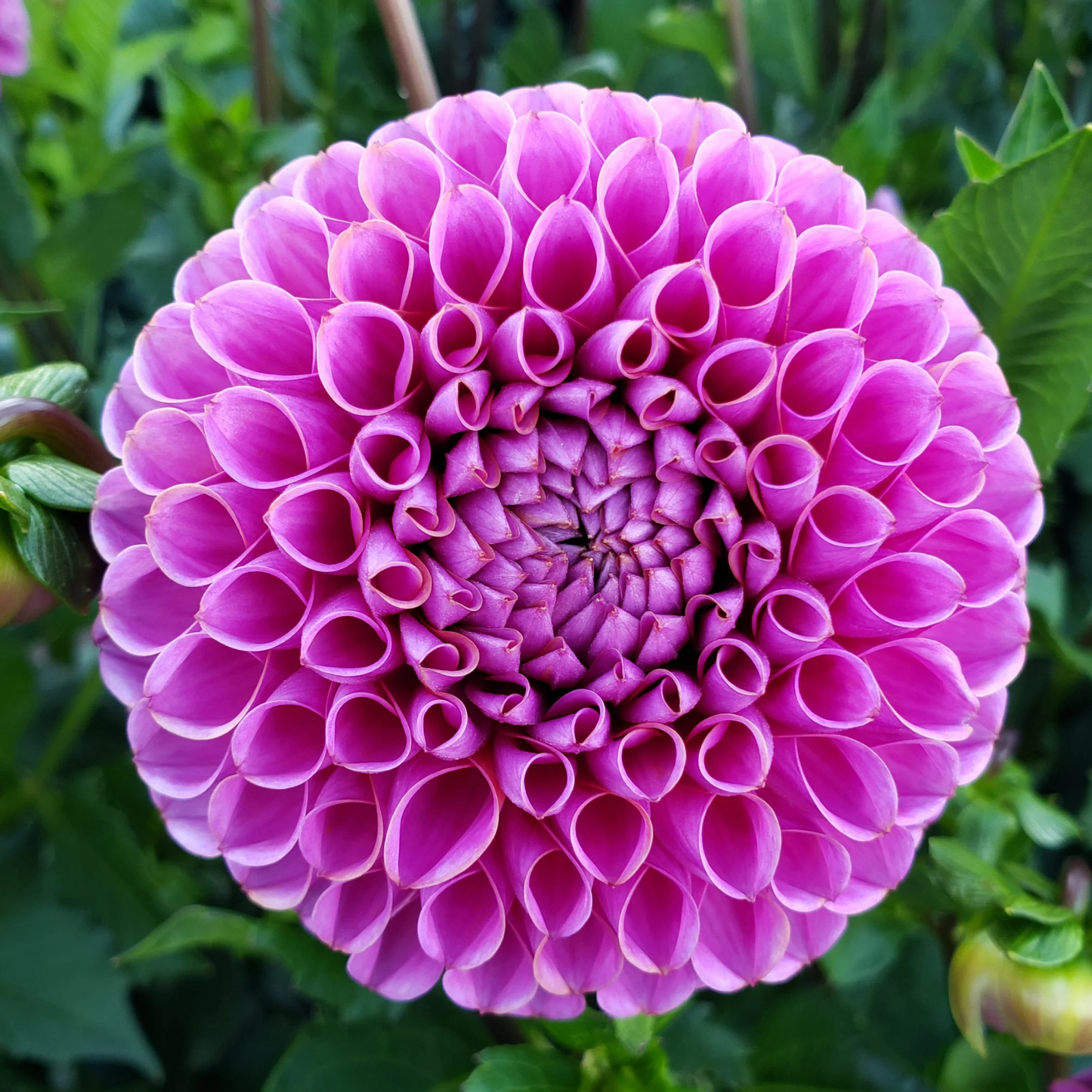 Isabel Dahlia Tuber | Namibia