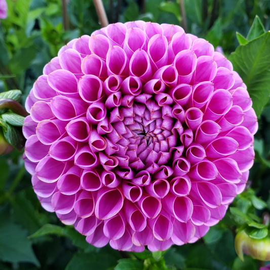 Isabel Dahlia Tuber | Namibia