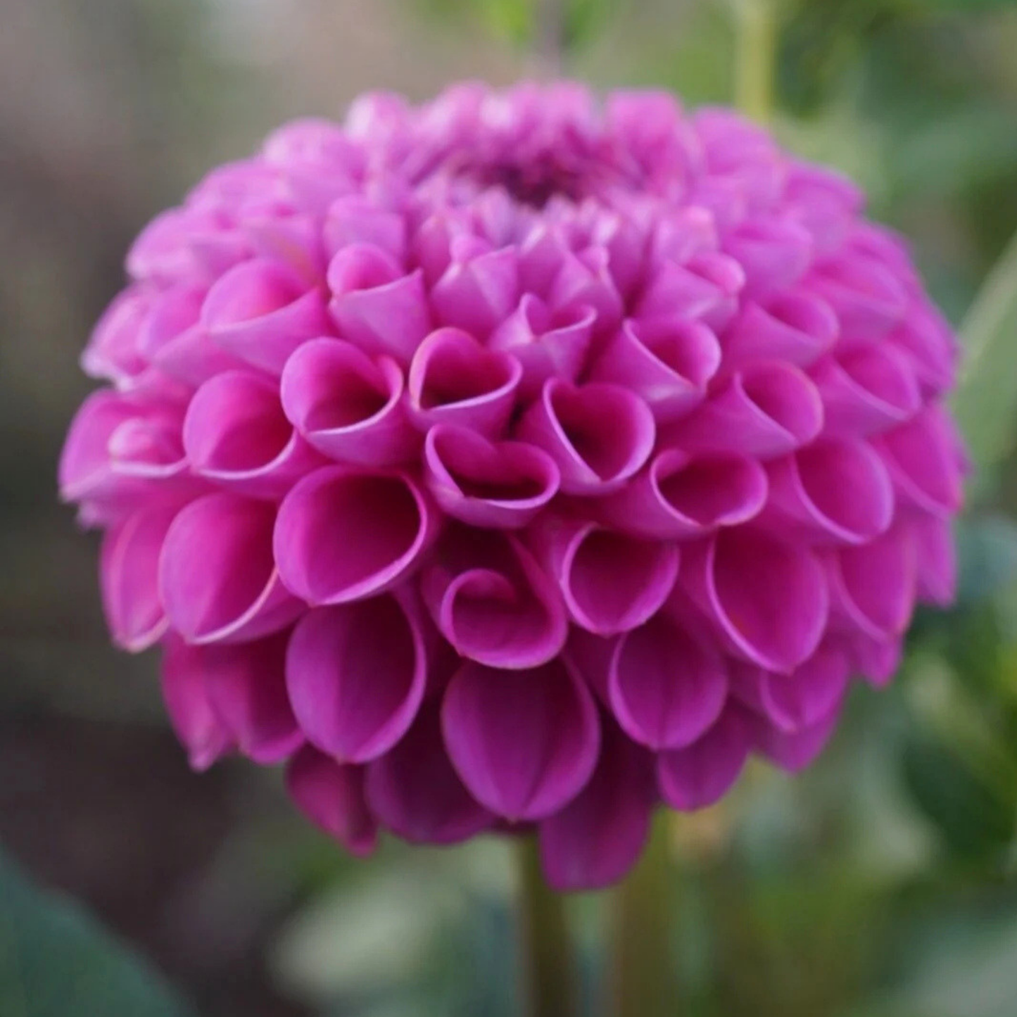 Isabel Dahlia Tuber | Namibia