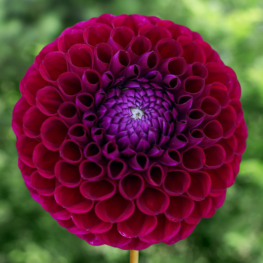 Ivanetti Dahlia Tuber | Namibia