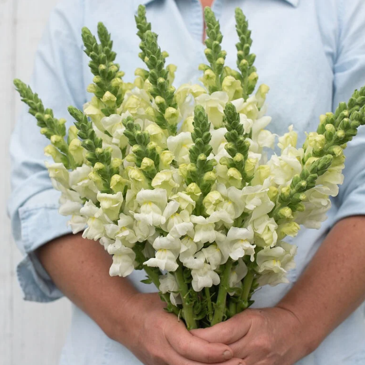 Snapdragon Potomac Ivory White Seeds Namibia