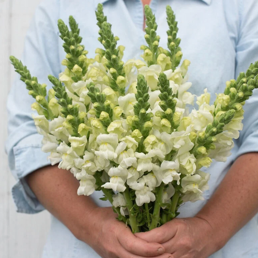 Snapdragon Potomac Ivory White Seeds Namibia