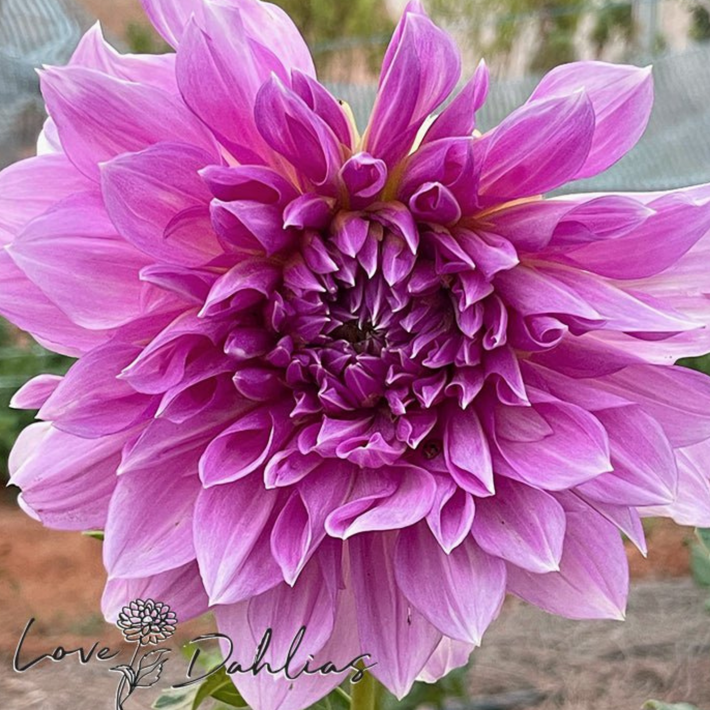 Lavender Perfection Dahlia Tuber | Namibia