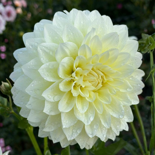 Lemon Drops Dahlia Tuber | Namibia