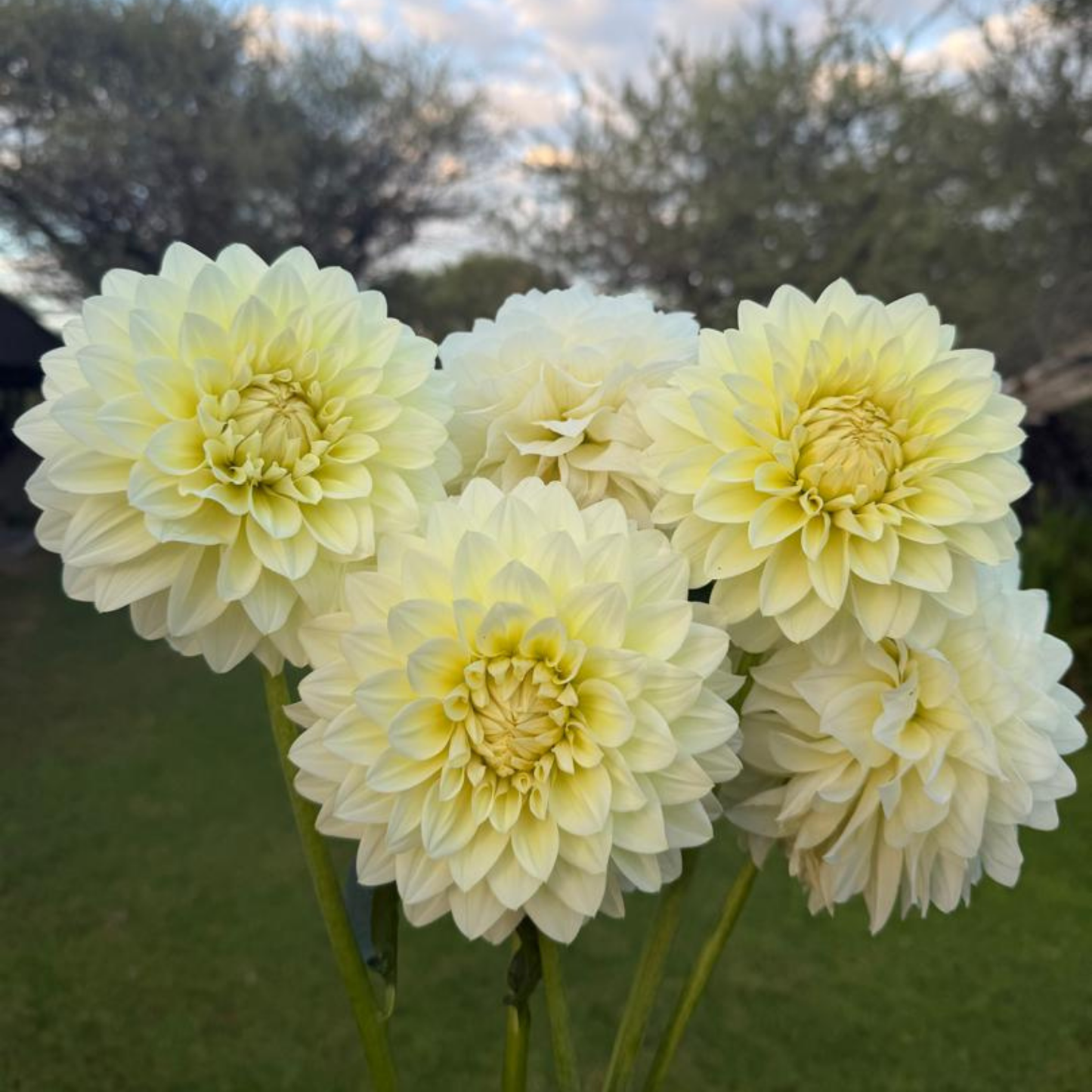 Lemon Drops Dahlia Tuber | Namibia