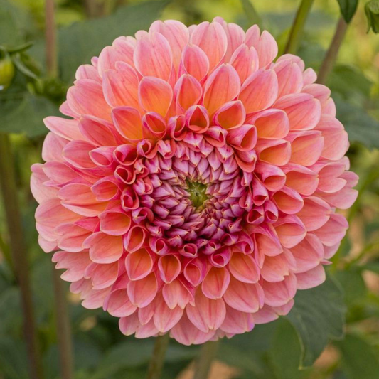 Linda's Baby Dahlia Tuber | Namibia