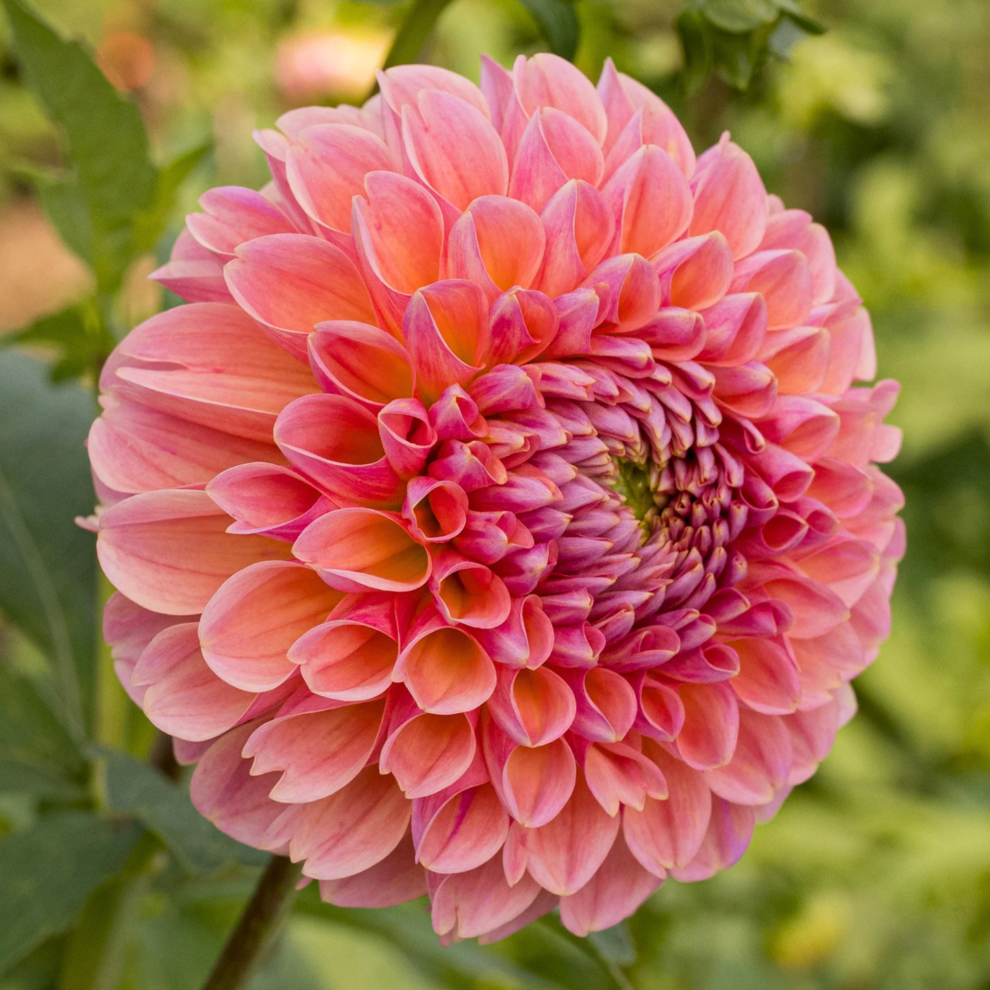 Linda's Baby Dahlia Tuber | Namibia