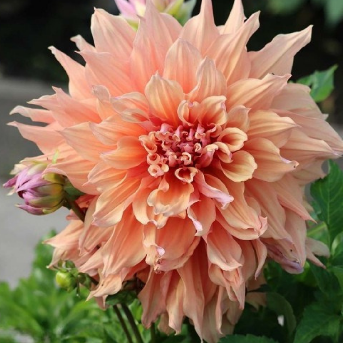 Mango Madness Dahlia Tuber | Namibia (Copy)