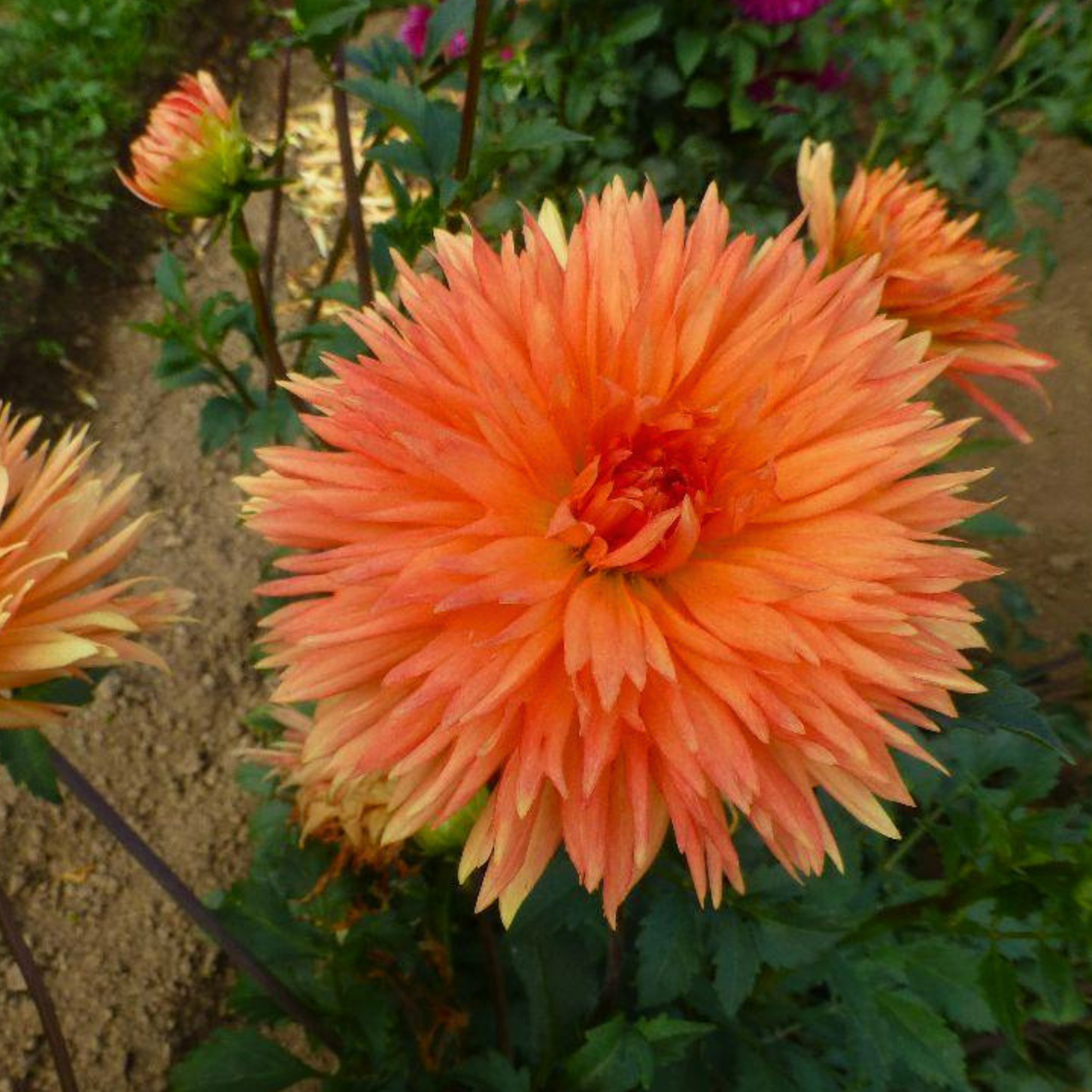 Mevrouw Clement Andries Dahlia Tuber | Namibia