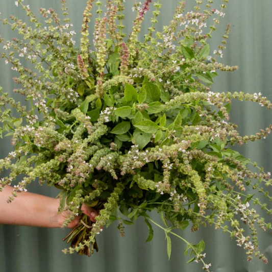 Basil Mrs Burns Lemon Seeds  Namibia