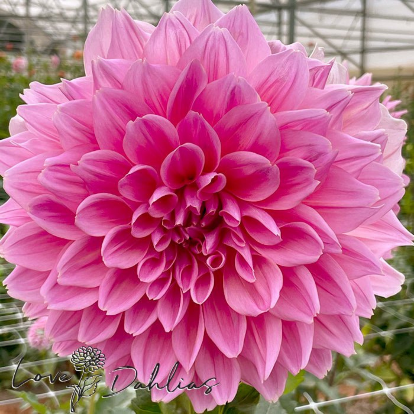 Ottos Thrill Dahlia Tuber | Namibia