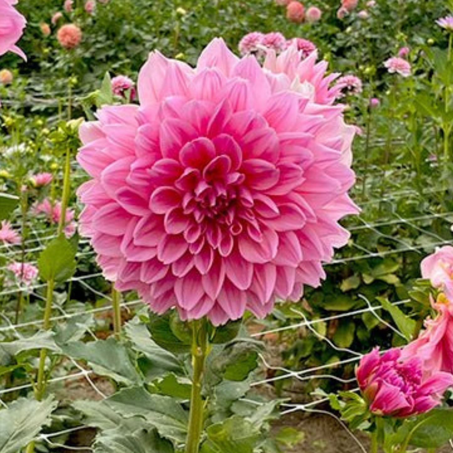 Ottos Thrill Dahlia Tuber | Namibia