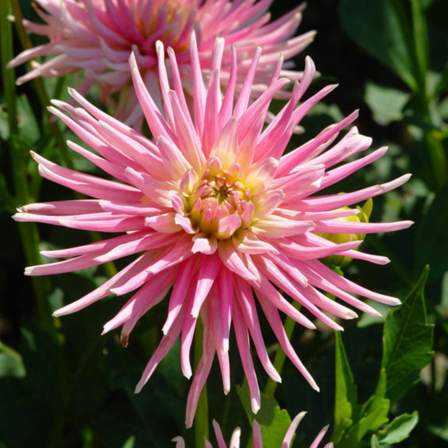 Park Princess Dahlia Tuber | Namibia