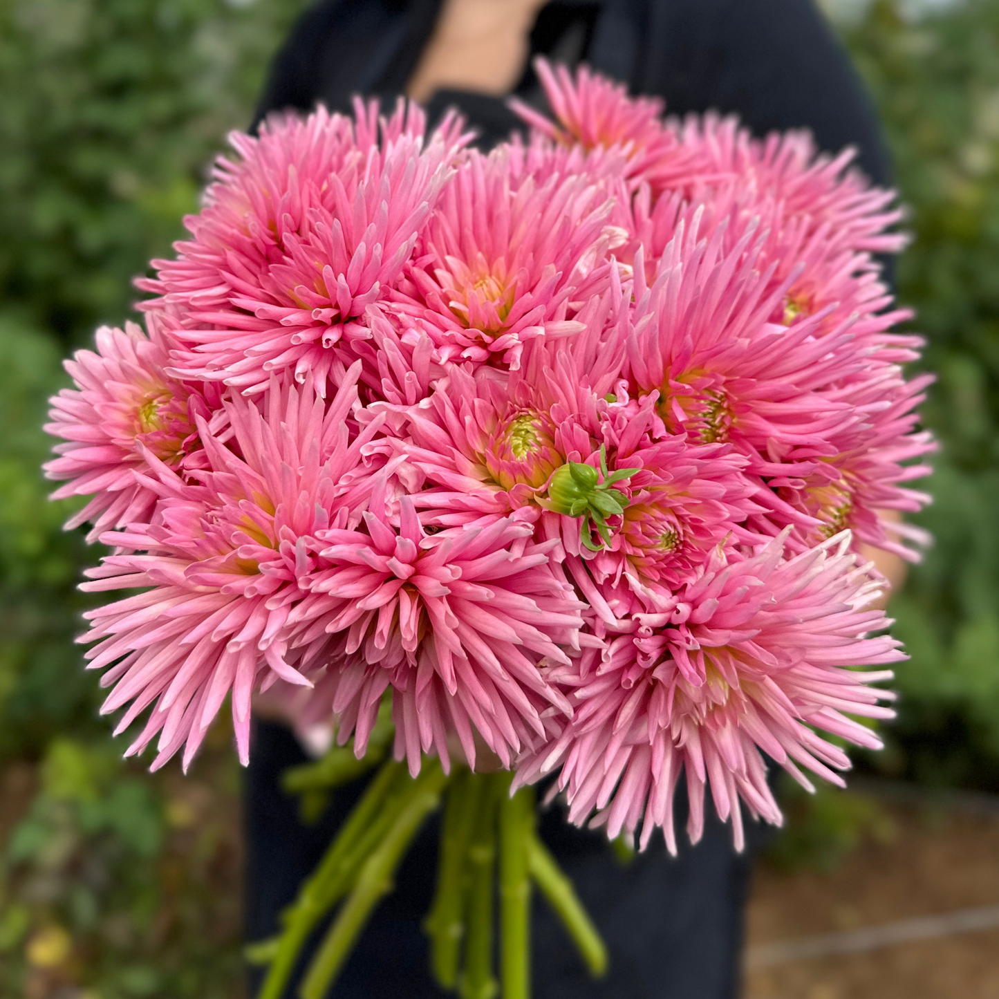 Park Princess Dahlia Tuber | Namibia