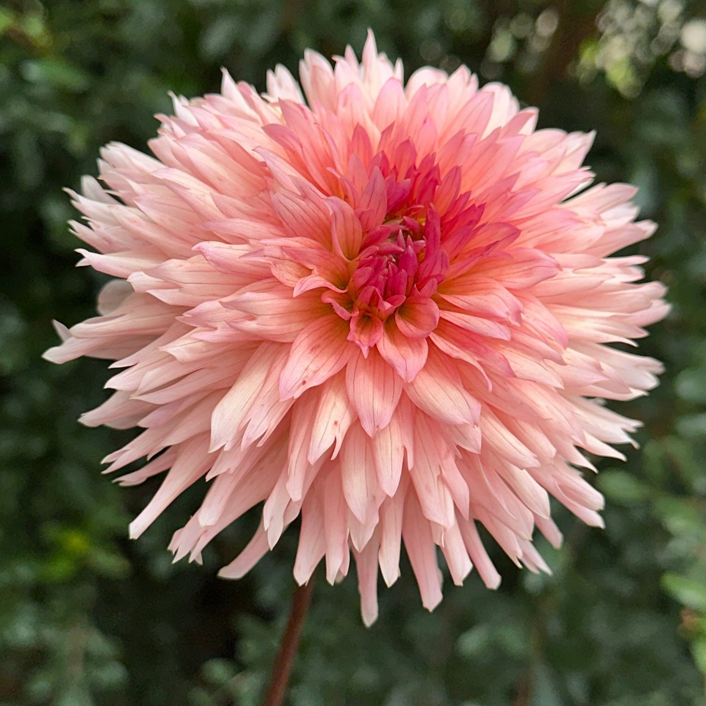Preference Dahlia Tuber | Namibia