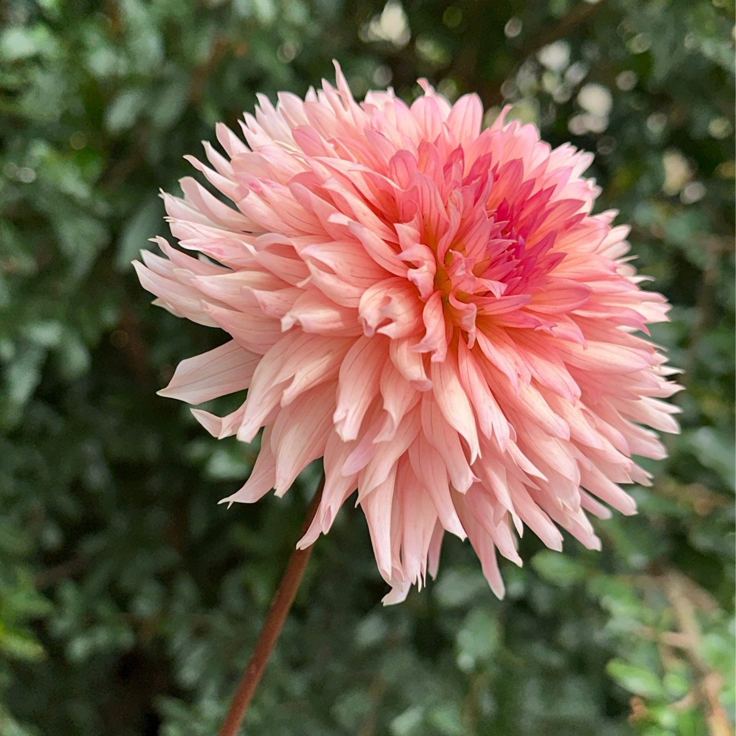 Preference Dahlia Tuber | Namibia