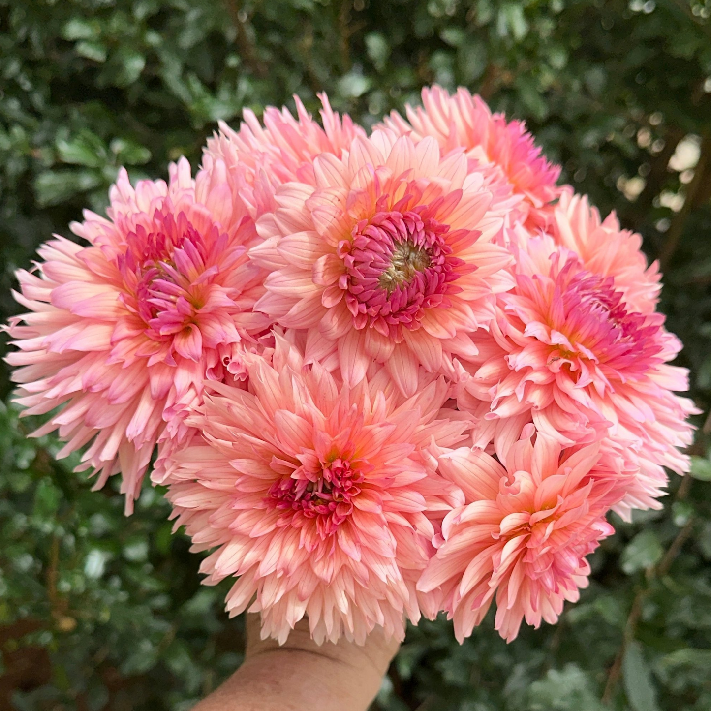 Preference Dahlia Tuber | Namibia