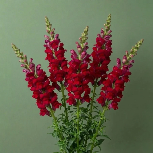 Snapdragon Potomac Red Seeds Namibia