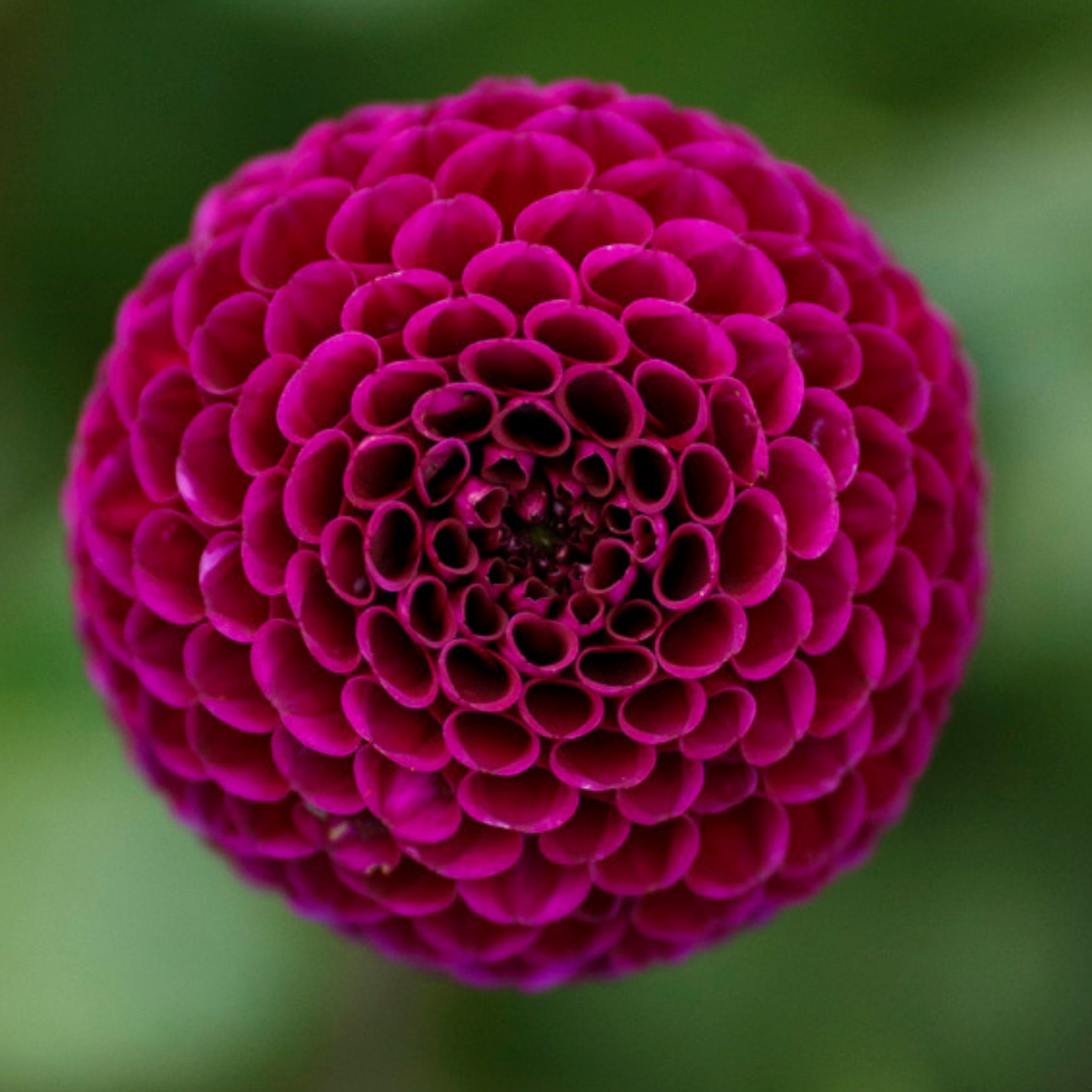 Rocco Dahlia Tuber | Namibia