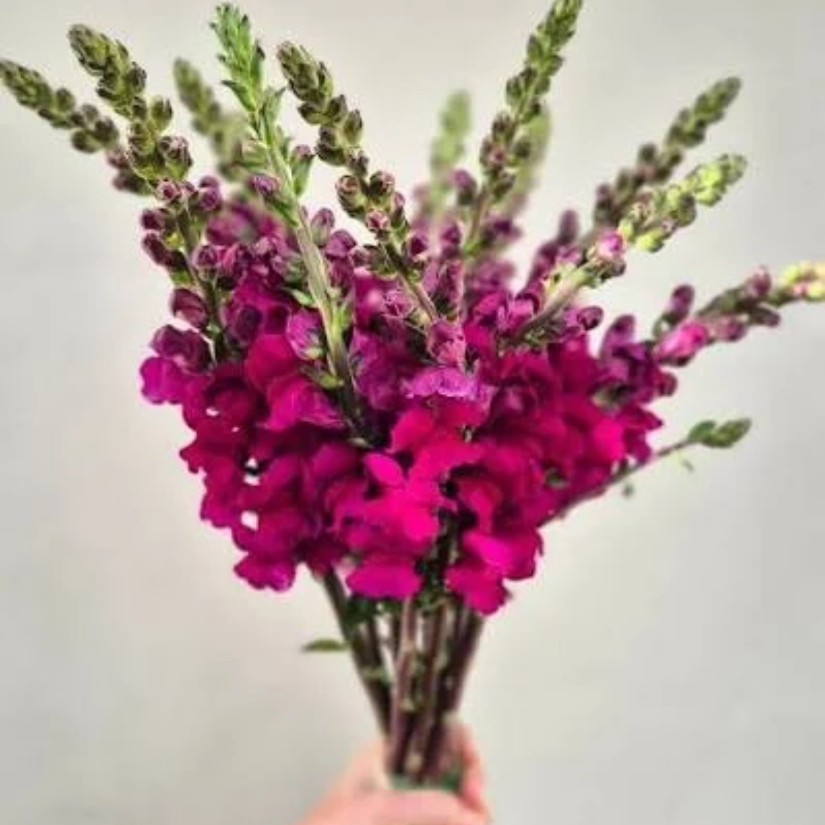 Snapdragon Potomac Royal Seeds Namibia