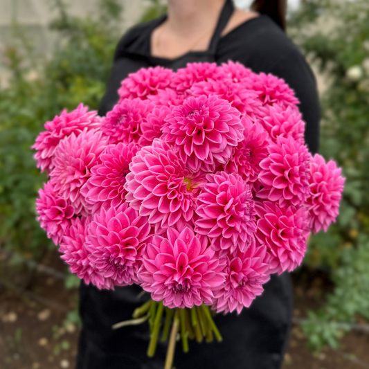 Sandra (aka Pink Sylvia) Dahlia Tuber | Namibia