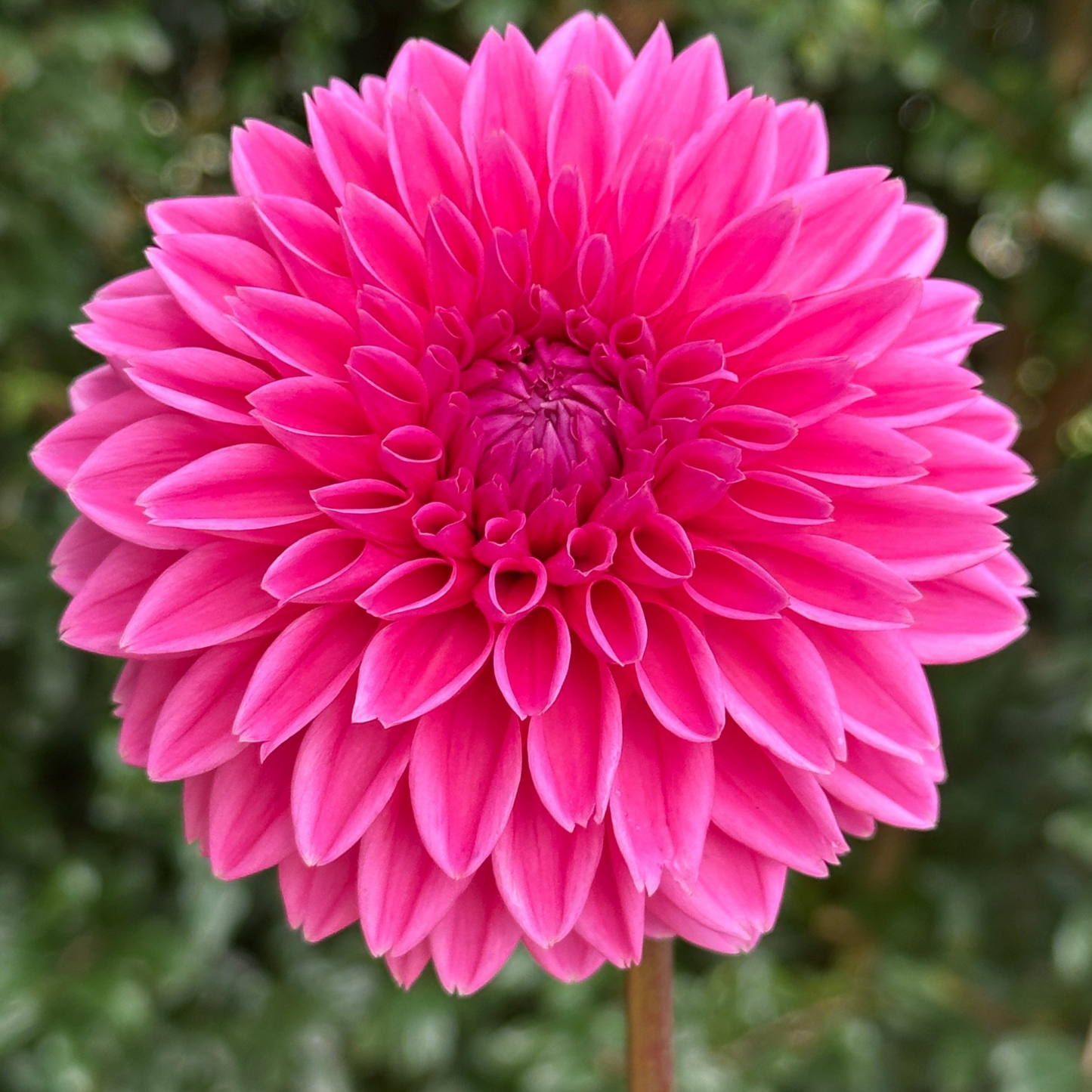 Sandra (aka Pink Sylvia) Dahlia Tuber | Namibia
