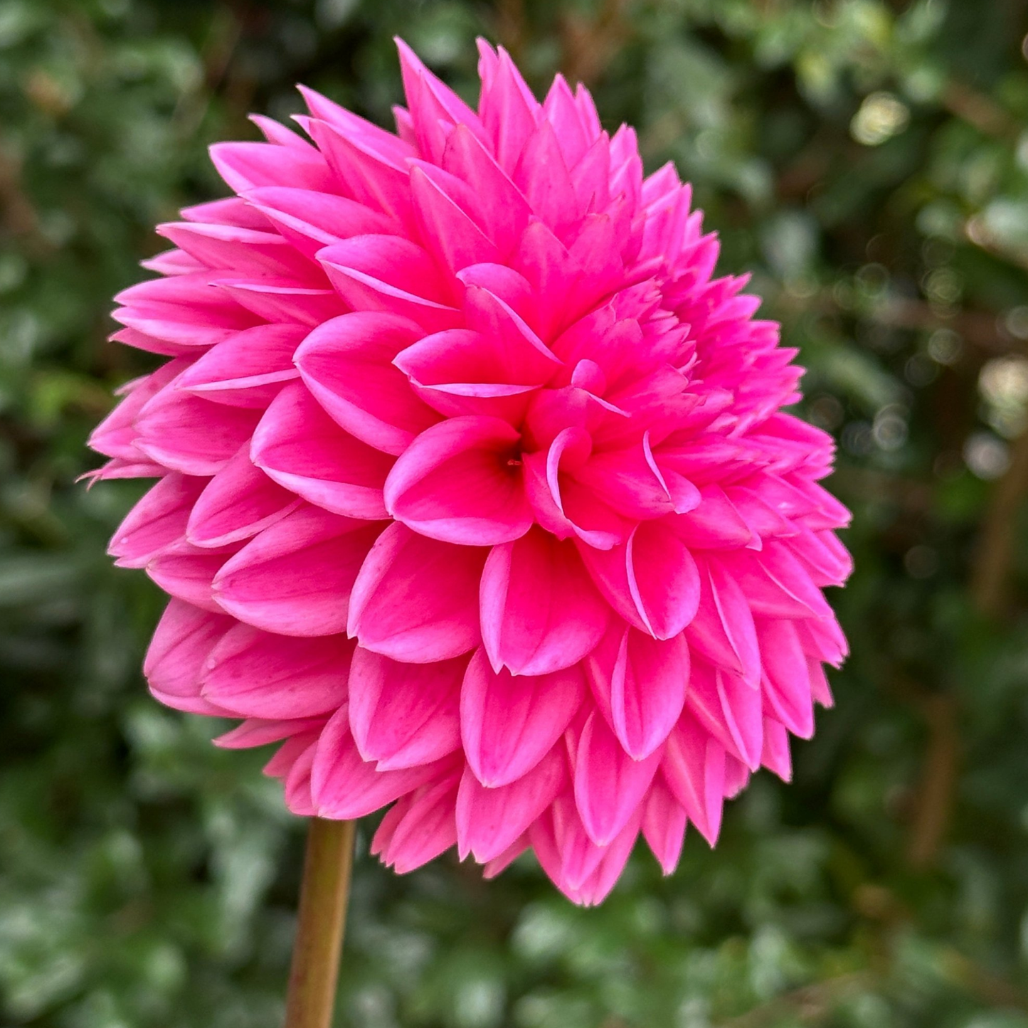 Sandra (aka Pink Sylvia) Dahlia Tuber | Namibia