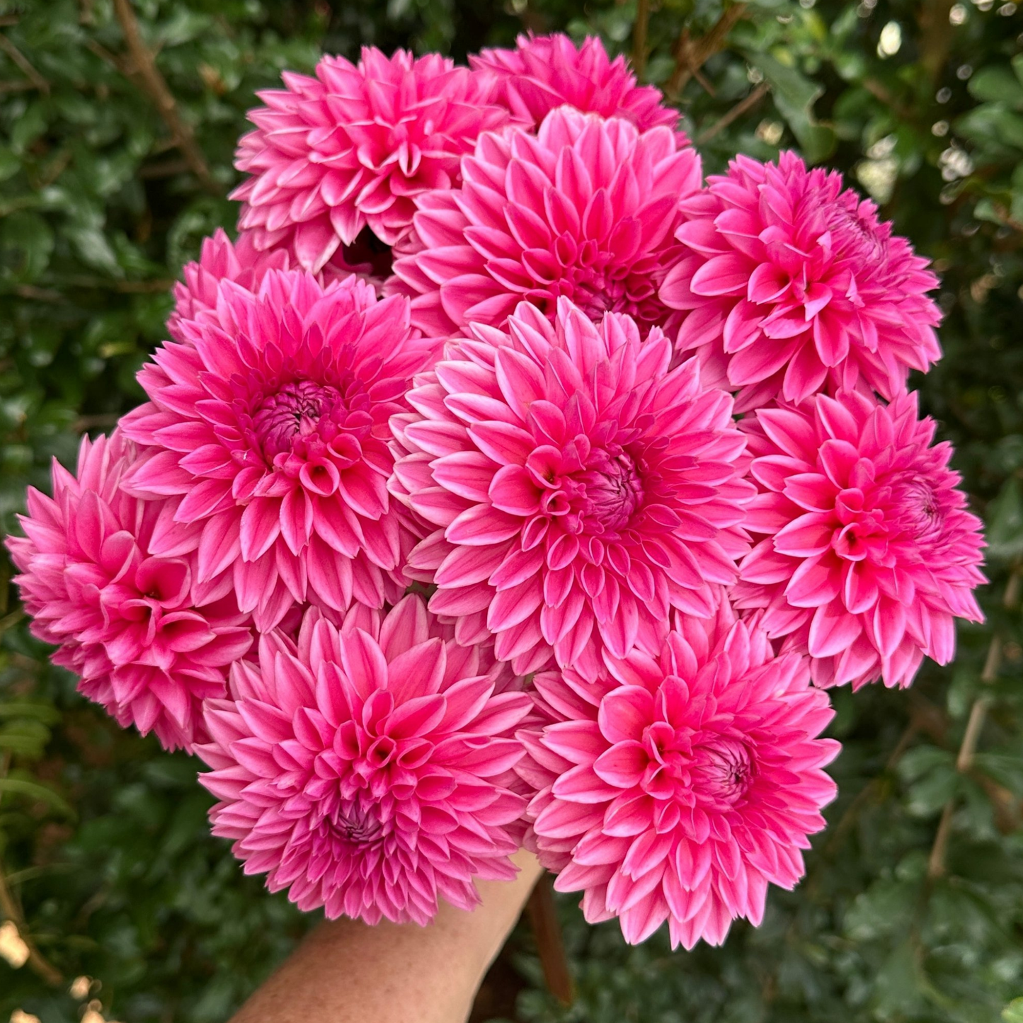 Sandra (aka Pink Sylvia) Dahlia Tuber | Namibia