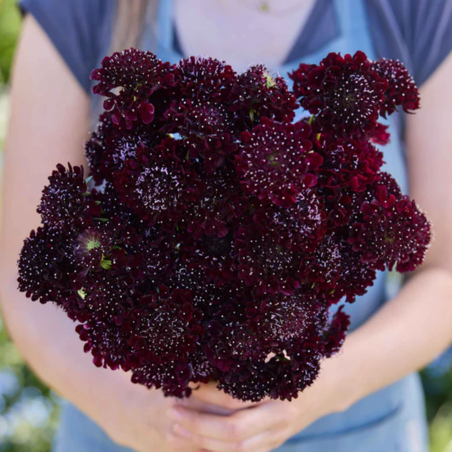 Scabiosa Black Night Seeds Namibia