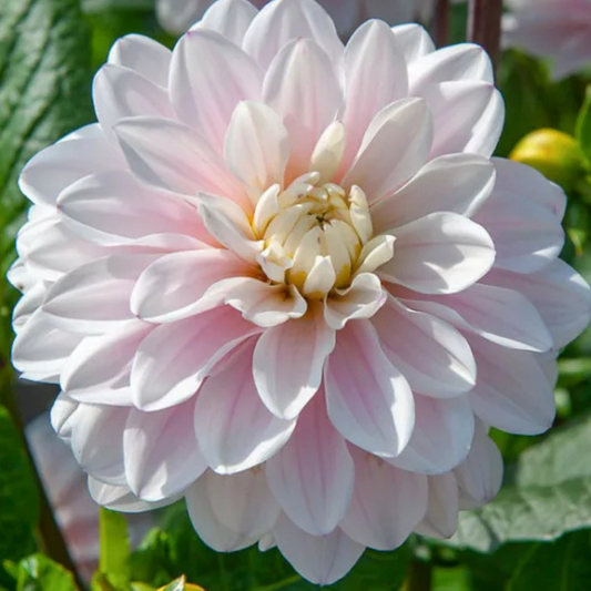 Silver Years Dahlia Tuber | Namibia