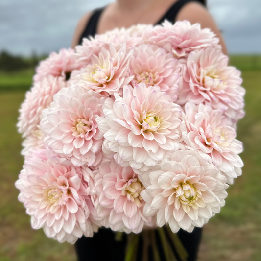 Silver Years Dahlia Tuber | Namibia