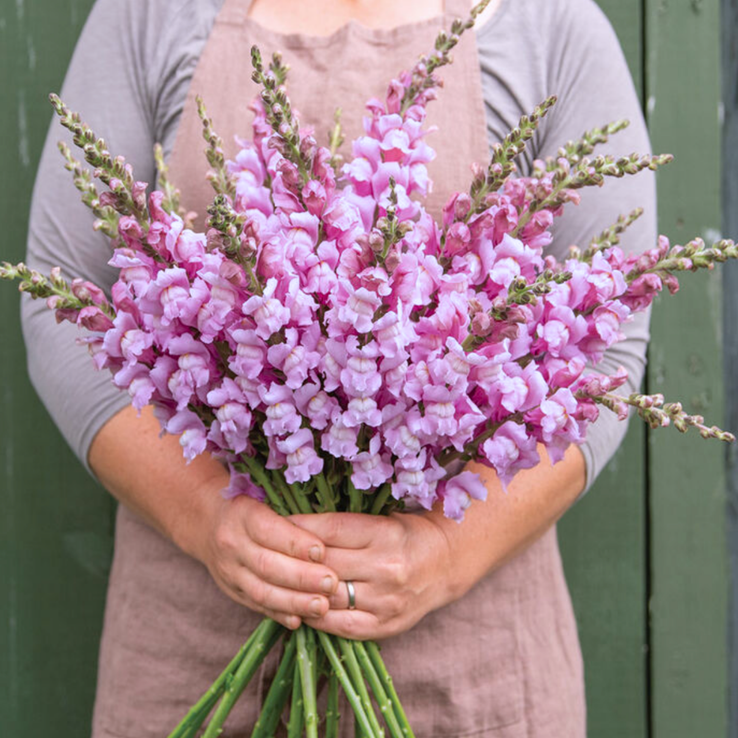 Snapdragon Costa Summer Lavender Seeds Namibia