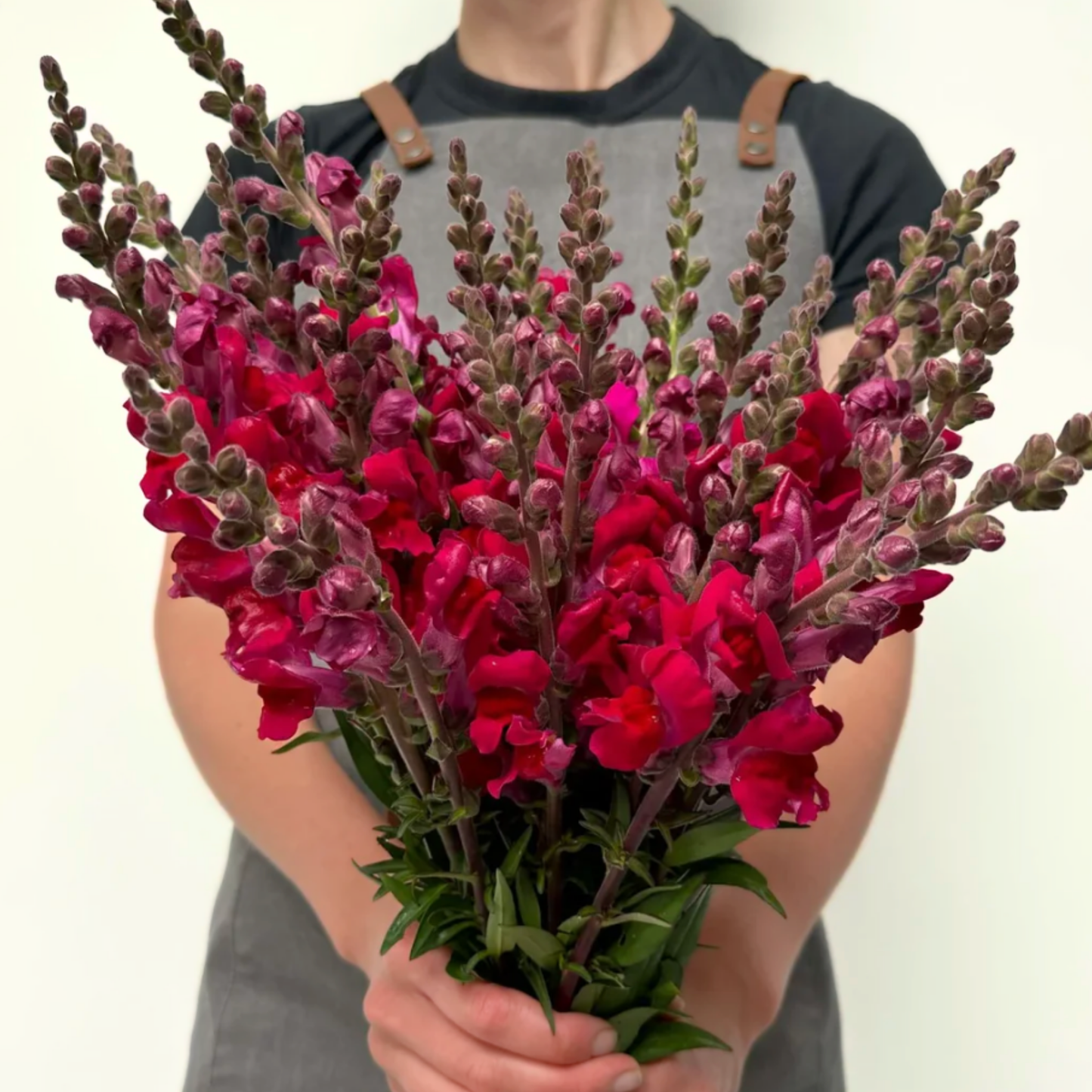 Snapdragon Costa Summer Velvet Seeds Namibia