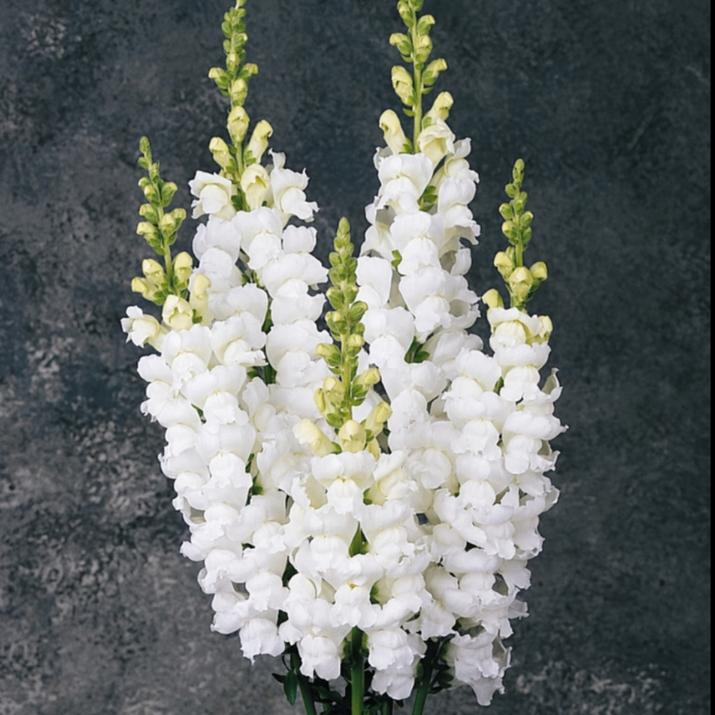 Snapdragon Monaco White Seeds Namibia