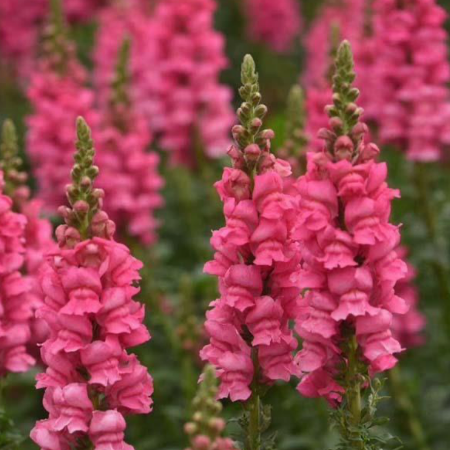 Snapdragon Potomac Dark Pink Seeds Namibia