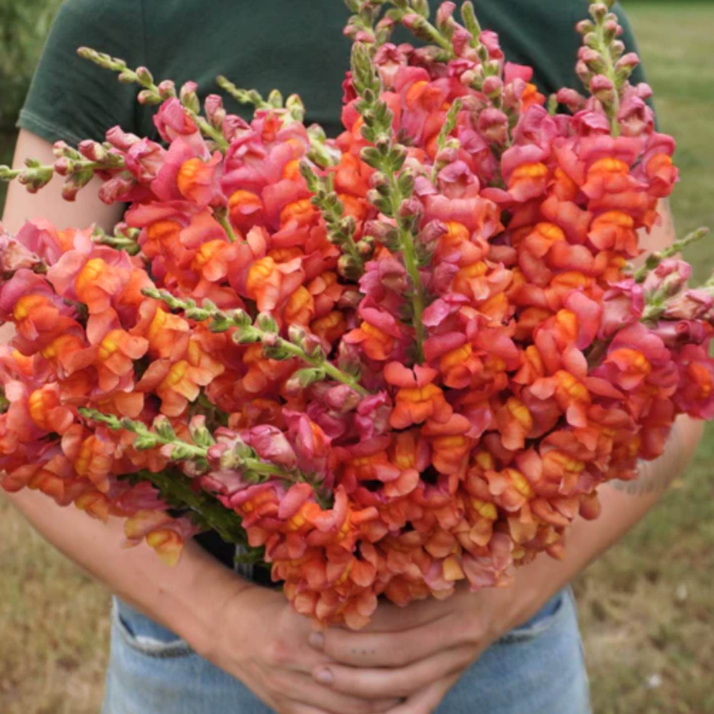 Snapdragon Potomac Orange Seeds Namibia