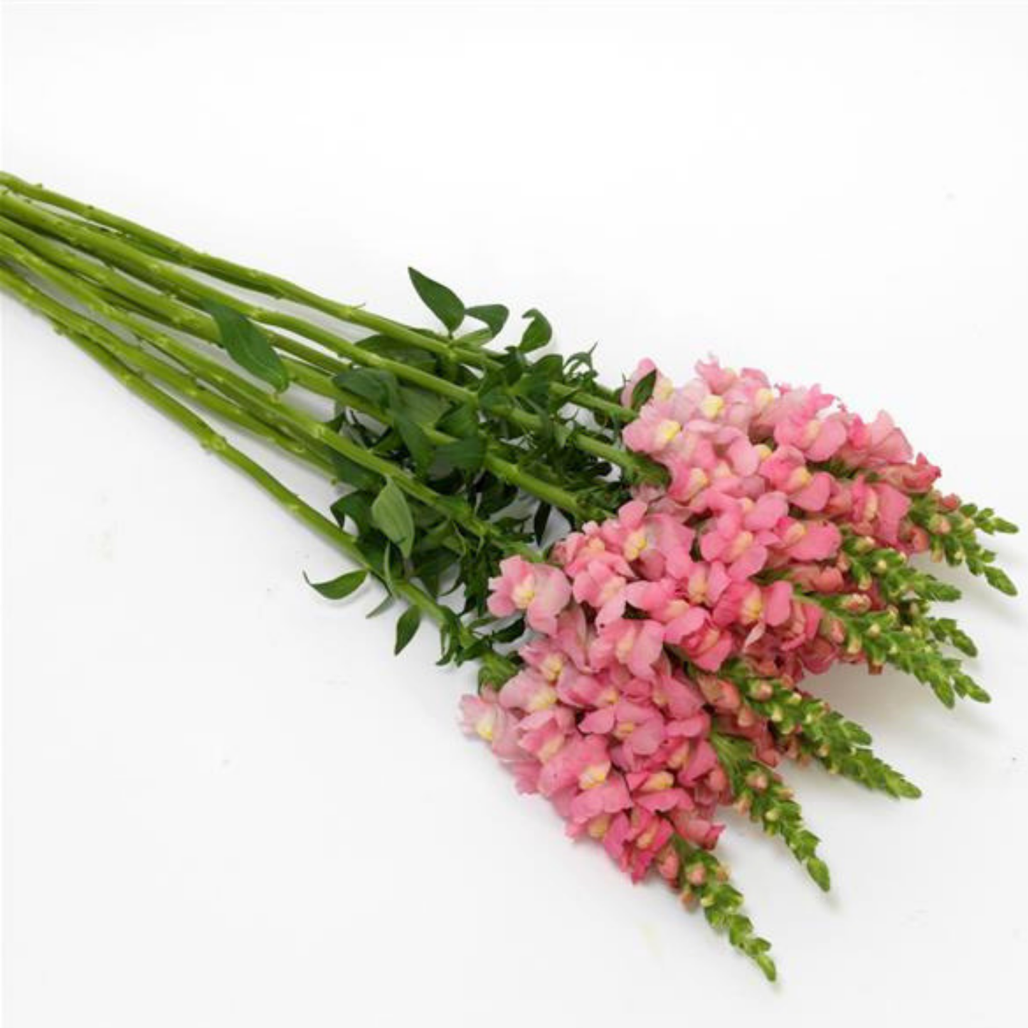 Snapdragon Potomac Pink Seeds Namibia