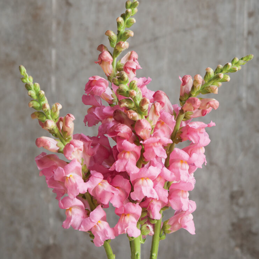 Snapdragon Potomac Pink Seeds Namibia