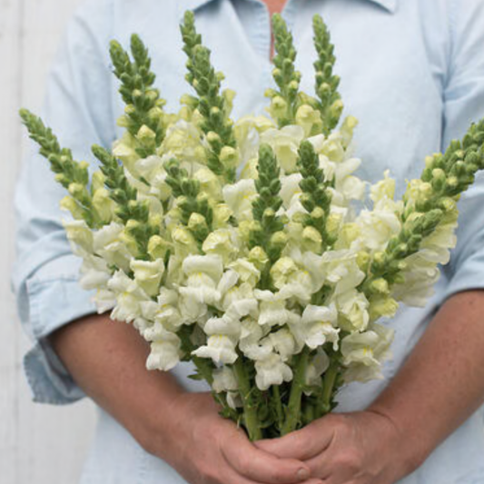 Snapdragon Potomac White Seeds Namibia