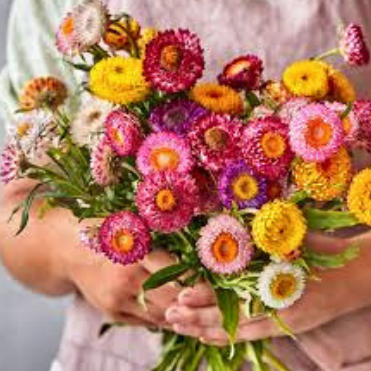 Strawflower Seeds Mixed Colours