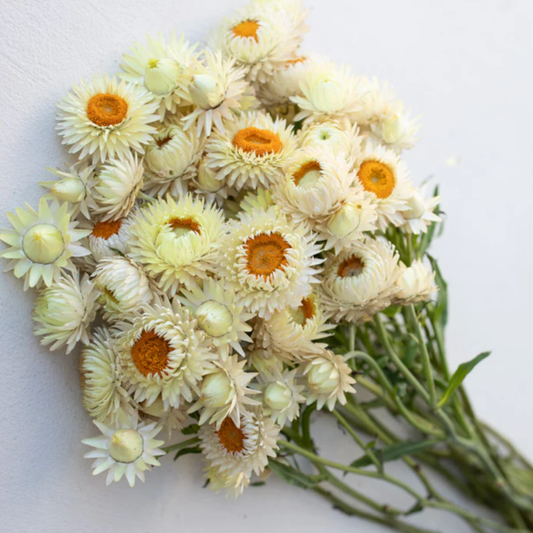 Strawflower Seeds Frosted Sulphur