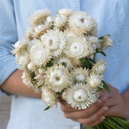 Strawflower Seeds Silvery White