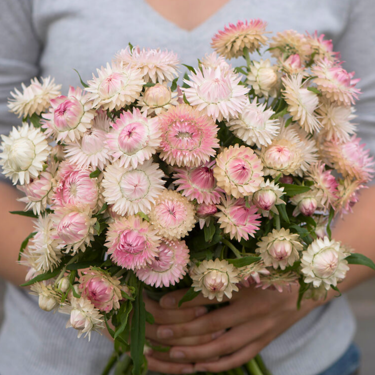 Strawflower Seeds Silvery Rose