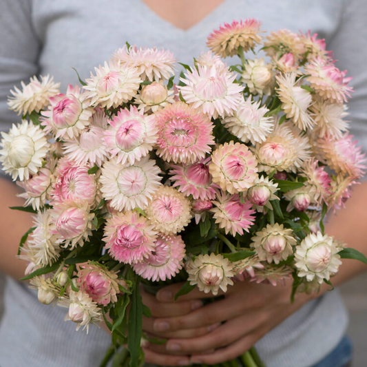 Strawflower Seeds Silvery Rose