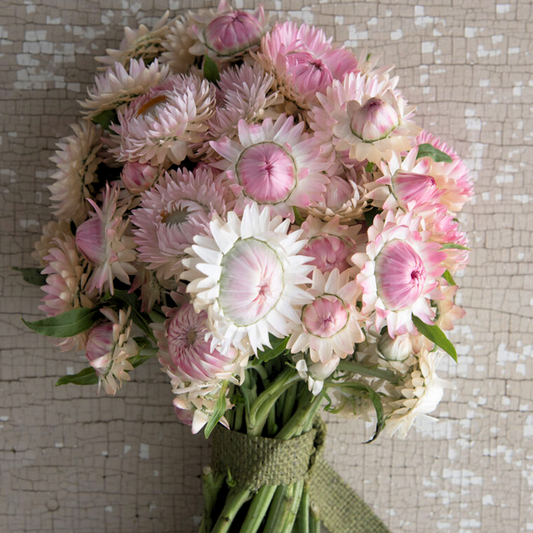 Strawflower Seeds Silvery Rose