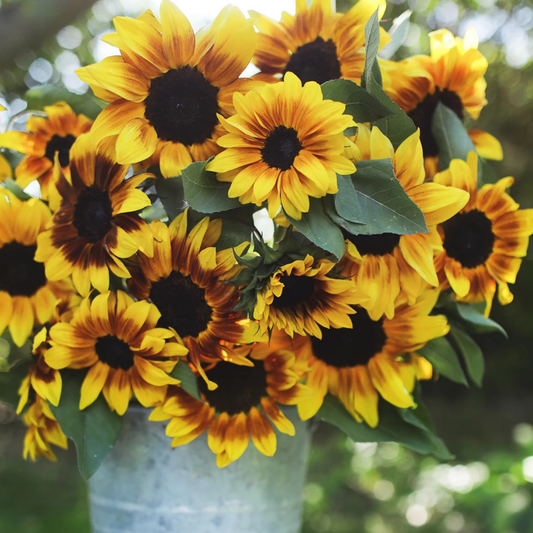 Sunflower ProCut Bi-Colour Seed Namibia