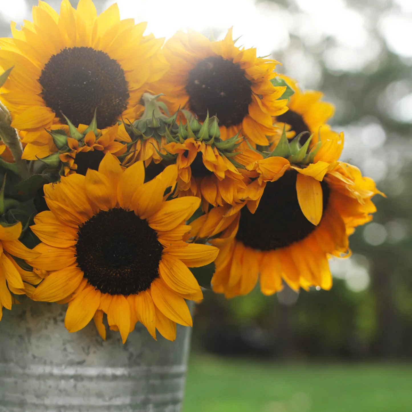 Sunflower ProCut Orange Seed Namibia