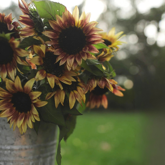 Sunflower ProCut Plum Seed Namibia