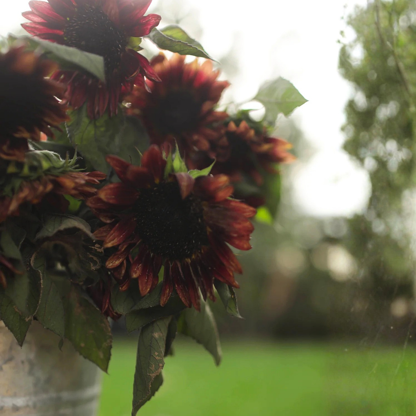 Sunflower ProCut Red Seed Namibia