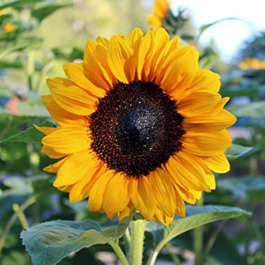 Sunflower ProCut Orange Seed Namibia